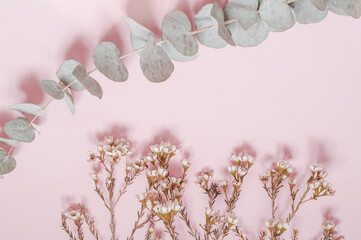 A branch of eucalyptus and small white flowers on a pink background. Floral spring background.