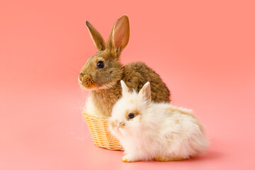 Cute rabbits and basket on color background