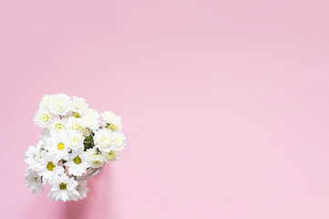 Bouquet of white chrysanthemums on a pink background. Floral background.
