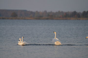 Whooper swan couples dominance at sea sequence 7