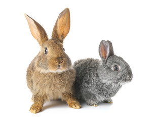 Cute funny rabbits on white background