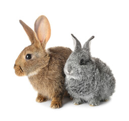 Obraz premium Cute funny rabbits on white background