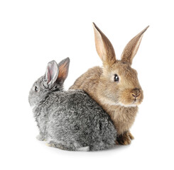 Fototapeta premium Cute funny rabbits on white background