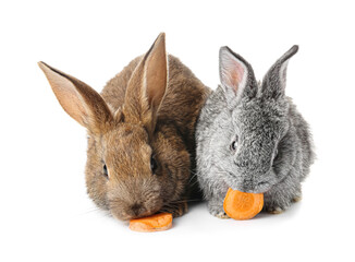 Cute funny rabbits eating carrot on white background