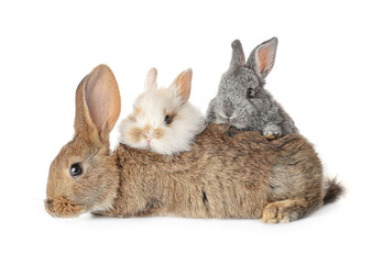 Cute funny rabbits on white background