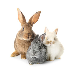 Fototapeta na wymiar Cute funny rabbits on white background