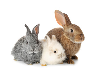 Cute funny rabbits on white background