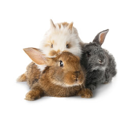 Cute funny rabbits on white background