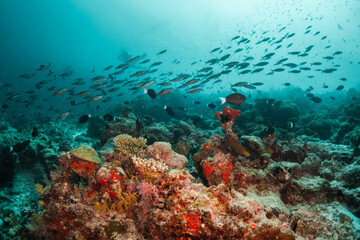 Underwater photography. Coral reef ecosystem scene, schooling fish swimming among colorful coral reefs in blue water