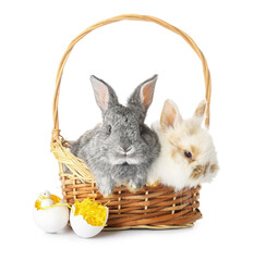 Cute rabbits in wicker basket with Easter eggs on white background