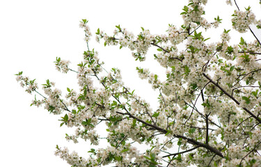 Spring flowering branches, pink flowers, no leaves