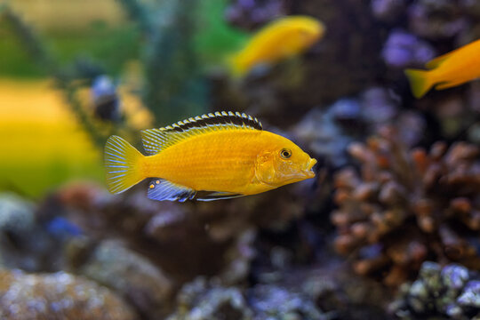 Labidochromis Caeruleus, Electric Yellow Cichlid yellow cichlid with black fin fish