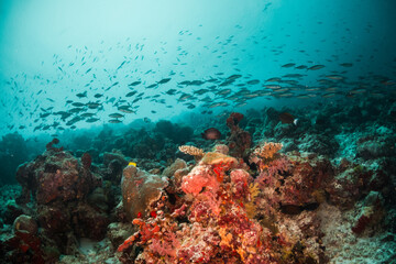 Naklejka na ściany i meble Underwater photography. Coral reef ecosystem scene, schooling fish swimming among colorful coral reefs in blue water