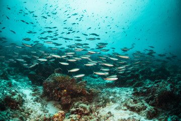 Underwater photography. Coral reef ecosystem scene, schooling fish swimming among colorful coral reefs in blue water