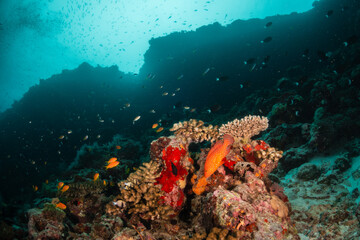 Underwater photography. Coral reef ecosystem scene, schooling fish swimming among colorful coral...
