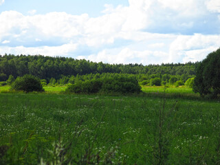 field in summer with a blue sky