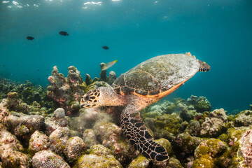 Underwater photography, turtle resting among coral reef with divers and snorkelers observing from the surface