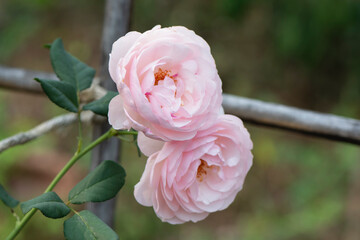 Roses for Valentine's Day.
Roses of different colors carry different meanings and messages.