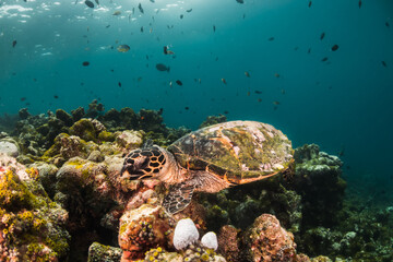 Underwater photography, turtle resting among coral reef with divers and snorkelers observing from the surface