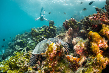 Fototapeta na wymiar Underwater photography, turtle resting among coral reef with divers and snorkelers observing from the surface