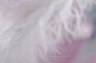 beautiful white bird feather close-up, macro, tenderness