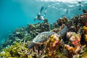 Fototapeta na wymiar Underwater photography, turtle resting among coral reef with divers and snorkelers observing from the surface