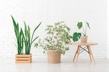 Home plants in a woven jute and wooden basket, white wall, minimalism interior