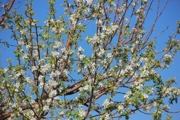 Blooming apple tree in the garden in spring. Blue sky.
