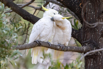 Native birds, the Yellow-Crested Cockatoo in the bush in Hobart, Tasmania, Australia