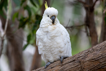 Native birds, the Yellow-Crested Cockatoo in the bush in Hobart, Tasmania, Australia