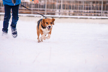 cute funny dog beagle playing in the snow in winter outdoors 