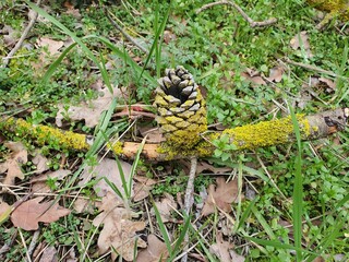 Green pine on the ground with green grass and moss and oak leaf shuffle