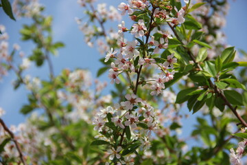 Fototapeta premium Cherry blossom tree in the garden in spring.