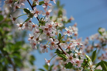 cherry tree blossom
