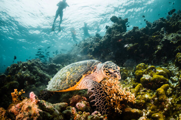 Underwater photography, turtle resting among coral reef with divers and snorkelers observing from the surface
