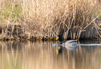 ducks in their habitat
