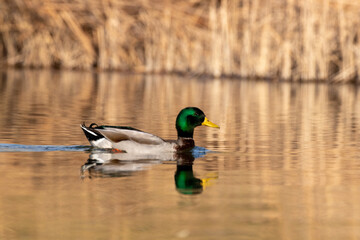 ducks in their habitat
