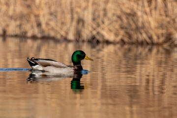 ducks in their habitat
