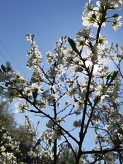 Cherry blossom tre in garden in the sky