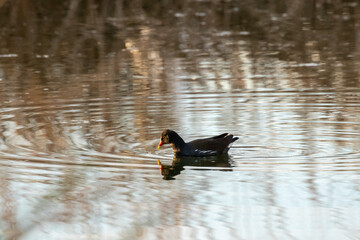 ducks in their habitat
