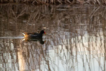 ducks in their habitat

