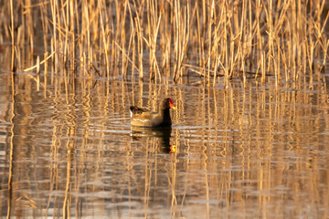 ducks in their habitat

