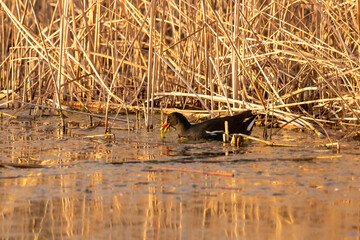 ducks in their habitat
