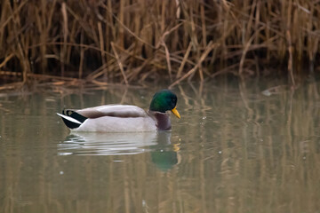 ducks in their habitat
