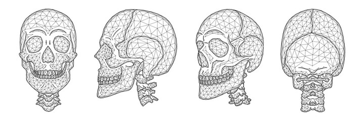 Polygonal vector illustration of a human skull front, side, and back view. A set of anatomical models of skulls and cervical spine