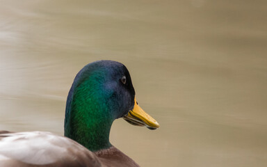 ducks in their habitat
