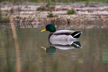 ducks in their habitat
