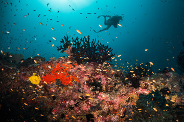Underwater photography, scuba divers swimming over a lively coral reef surrounded by small tropical fish in blue ocean. Maldives, Asia, Indian Ocean