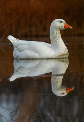 ducks in their habitat
