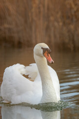 ducks in their habitat
